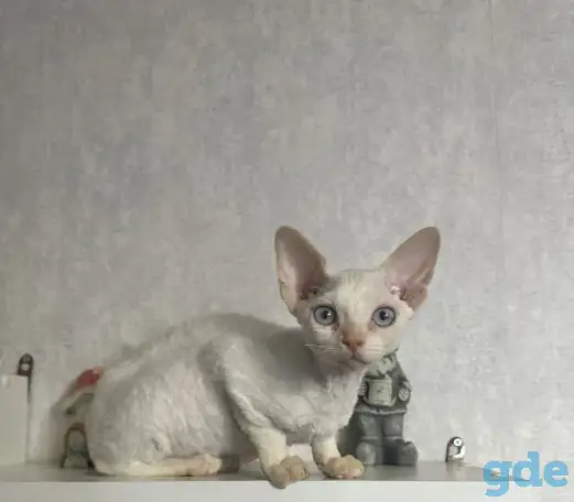 Кошка Девон рекс, фотография 1