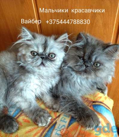 Персидские котята экстремалы чистокровные персы., фотография 5