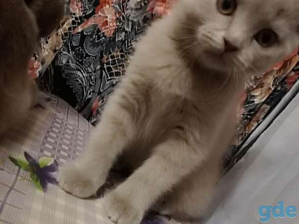 Шотландский малыш, фотография 2