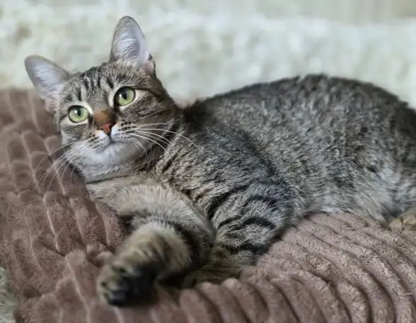 Котенок подросток Манюня, фотография 13