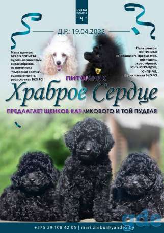 Щенки той пуделя, фотография 1