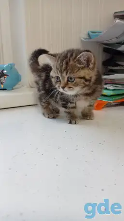 Котята британцы, фотография 1
