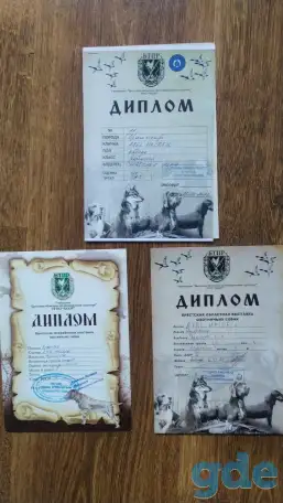 Щенки дратхаара, фотография 5