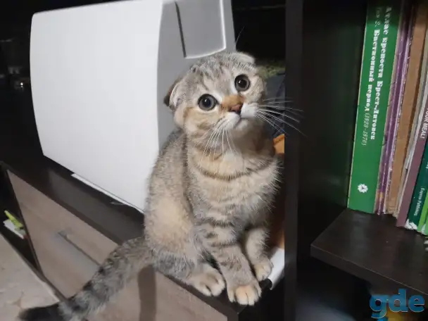 Шотландские котята, фотография 2