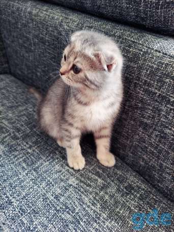 Шотландская кошка, фотография 3