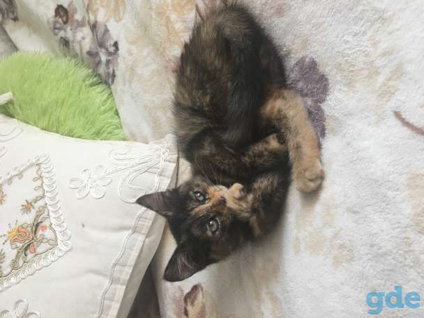 Котята, фотография 7
