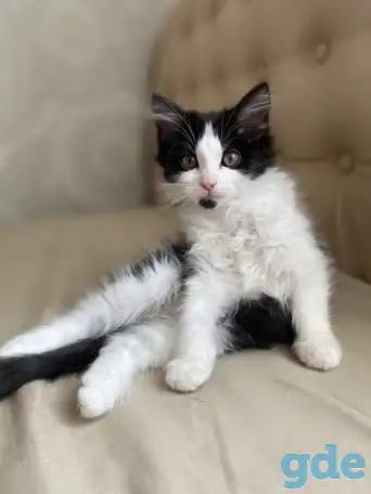 Замечательные котята, фотография 1