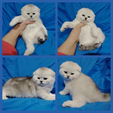 Шотландские котята. Шиншиллята., фотография 1