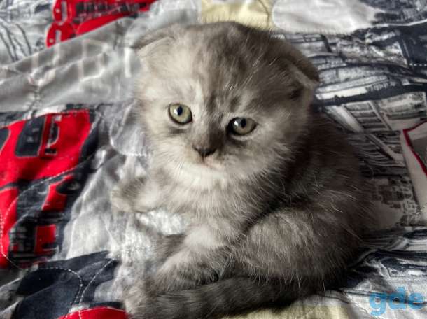 Шотландские котята, фотография 2