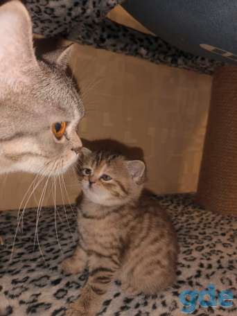 Шотландский котенок, фотография 4