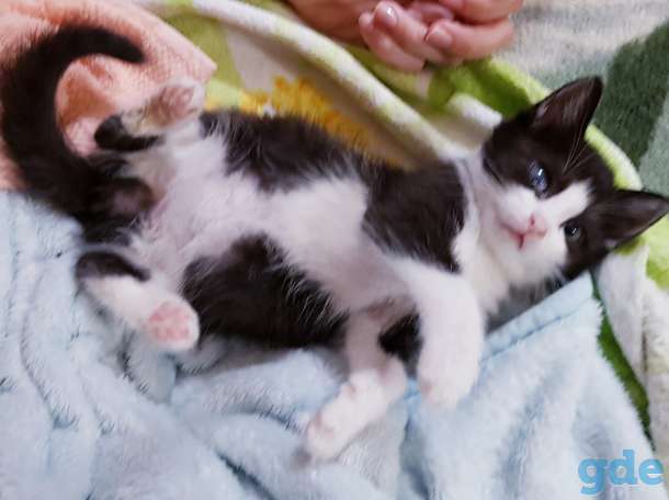 Котята бесплатно., фотография 4