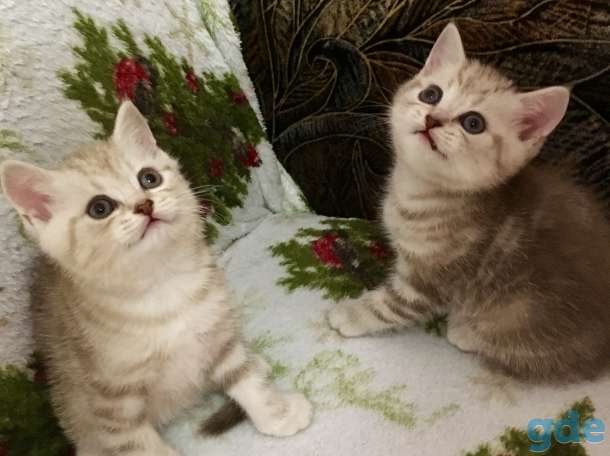 Котята, фотография 3