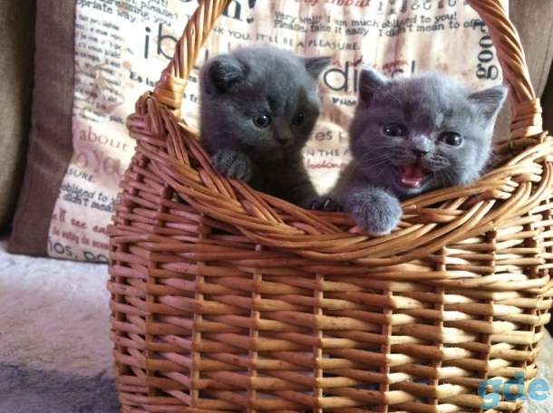 Британские короткошерстные котята, фотография 1