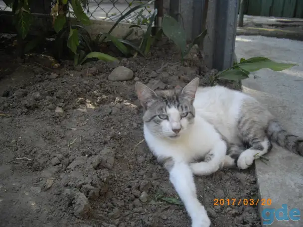 котята- метисы, фотография 5
