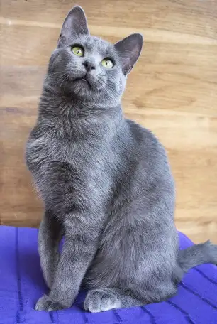 Кот Маус, кастрирован., фотография 1