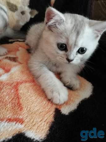 Чистокровные шотландские котята, фотография 3