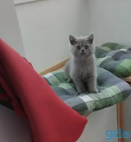 Британский котенок, мальчик и девочка, фотография 1