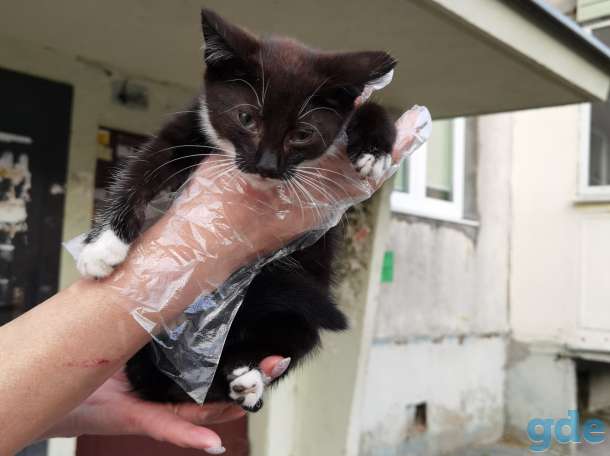 Котенок Кноп ищет дом и семью!, фотография 3