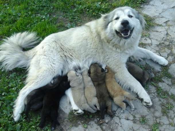 Щенки в добрые руки, фотография 2