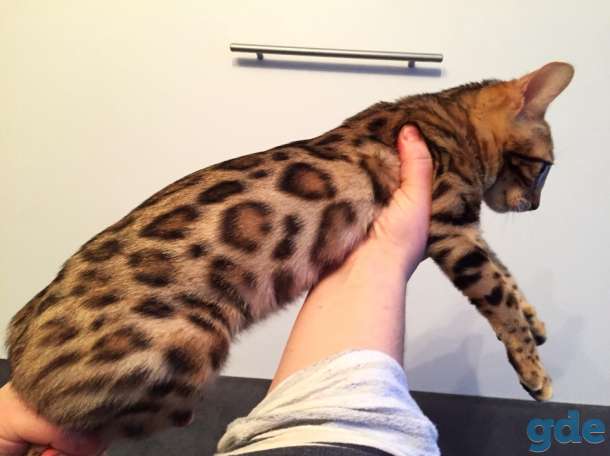 Бенгальский котенок из питомника, фотография 2