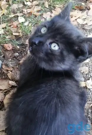 Котики ищут дом, фотография 4