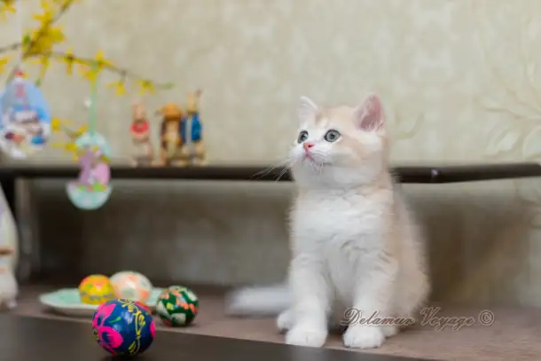 Британские котята из питомника. Мальчик Амур., фотография 5