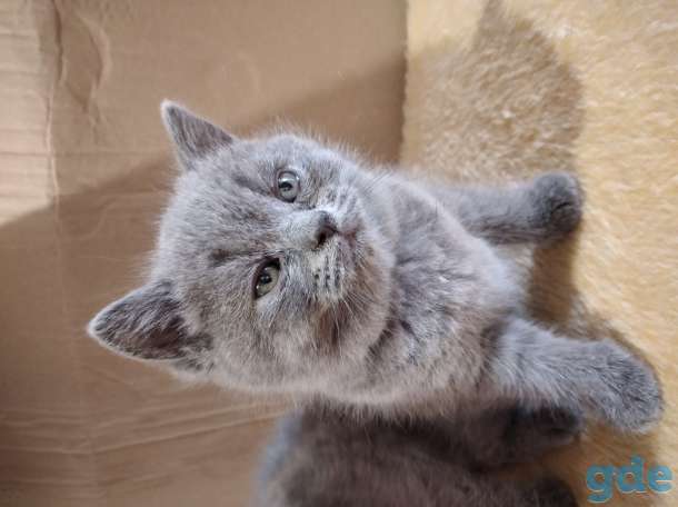 Шотландские котята, фотография 4