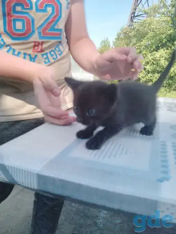 Свои котята в дар, фотография 4