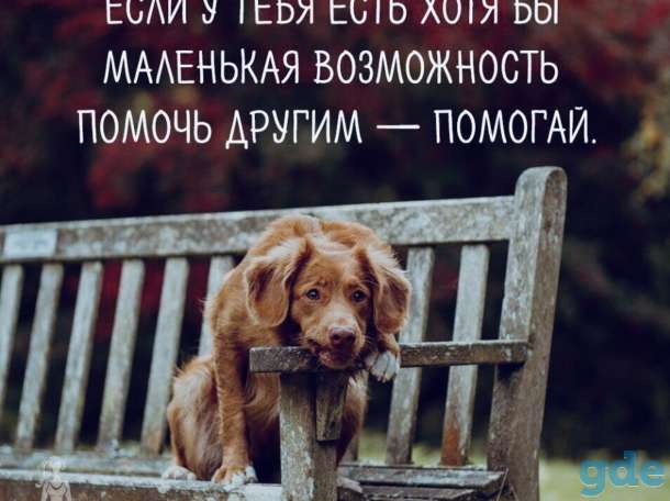 Собака, щенок в дар, в добрые руки, фотография 8