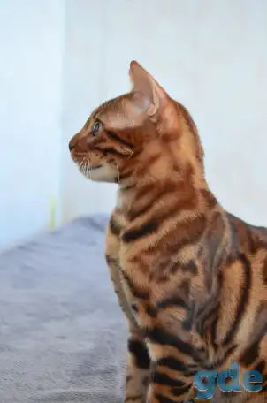 Бенгальский котенок подрощенный мальчик, фотография 6