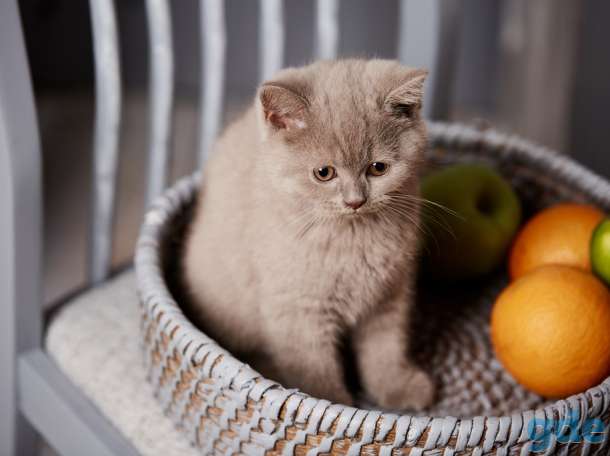 Британский  котенок  из питомника, фотография 2