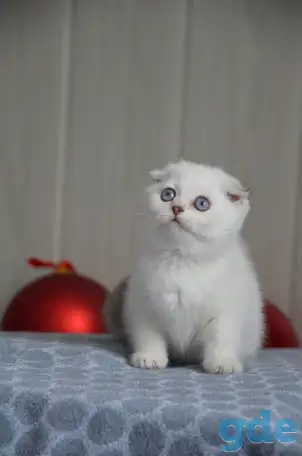 Шотландские котята, фотография 1
