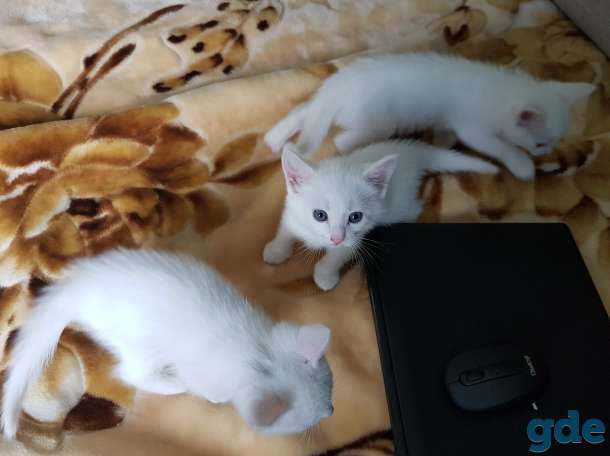 Котят в добрые руки, фотография 11