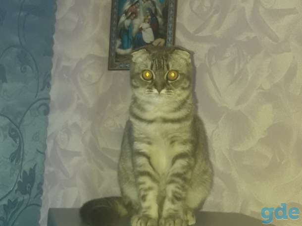 Шотландские Котята, фотография 4