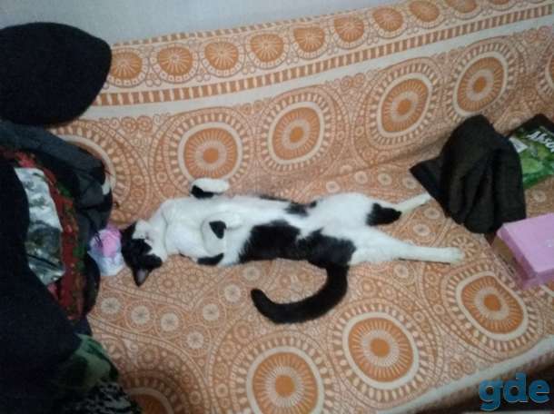 Потерялся кот чёрно-белый, фотография 3