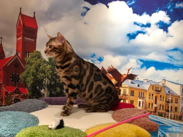Бенгальский кот вязка Gr. I. Ch породы, фотография 8