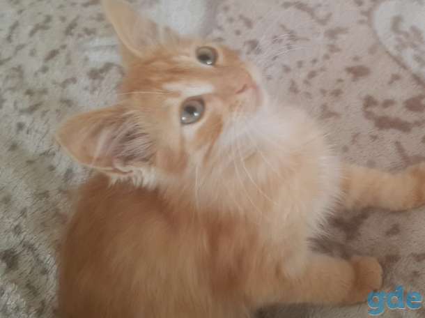 Котята в дар, фотография 6