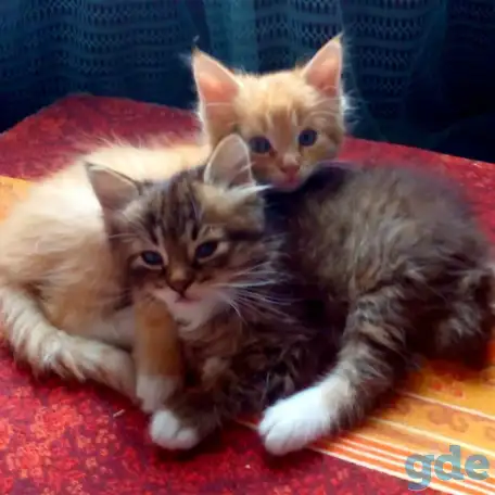 Котята в добрые руки, фотография 2