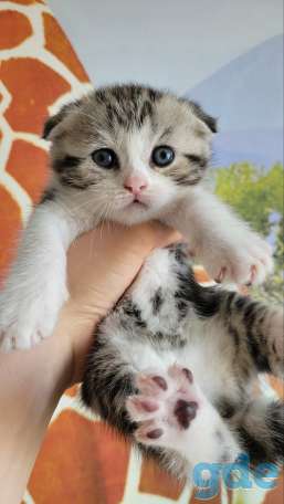 Шотландские котята, фотография 3