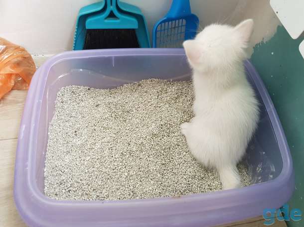 Котят в добрые руки, фотография 10