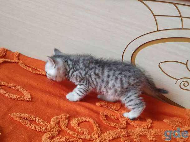 Шотландских породистых котят, фотография 6