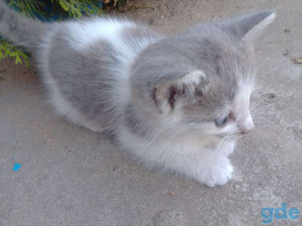 КОТЯТА, фотография 2