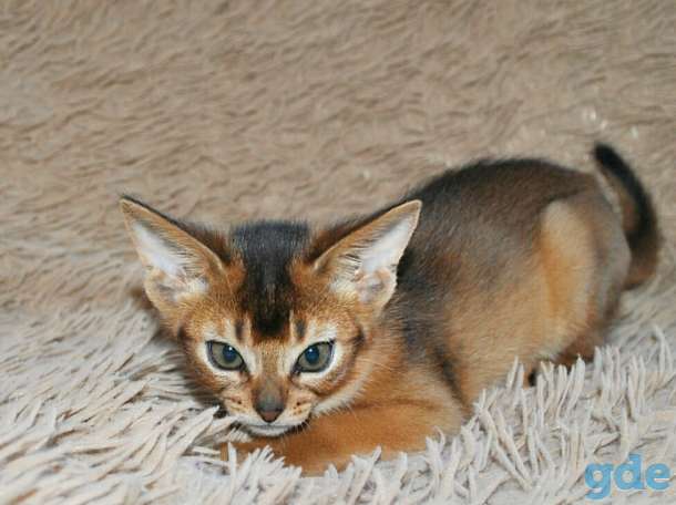 Абиссинский котенок, фотография 3