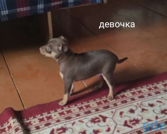 Щенки русского той терьера, фотография 4