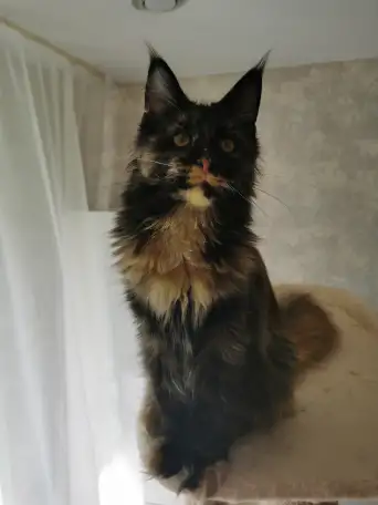 Котятa Мейн Куны из серцифицированного питомника, фотография 5