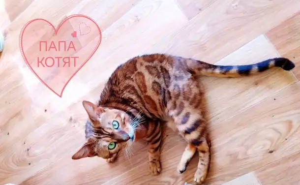 Роскошные бенгальские котята, фотография 9