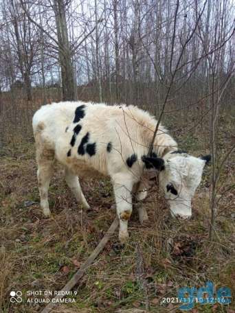 Бык, фотография 2