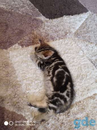 Отдам котенка, фотография 4