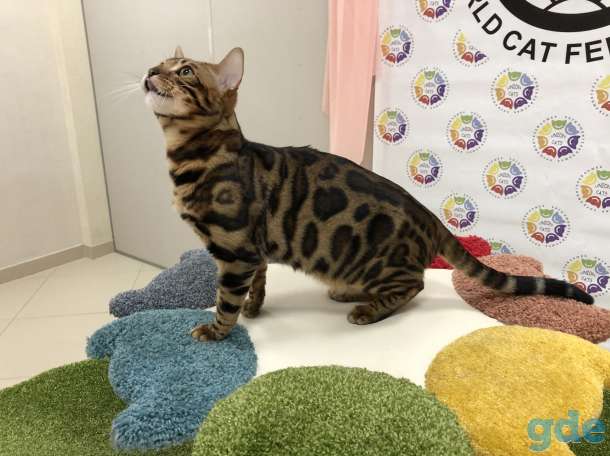 Вязка Бенгальский кот приглашает подружек, фотография 7