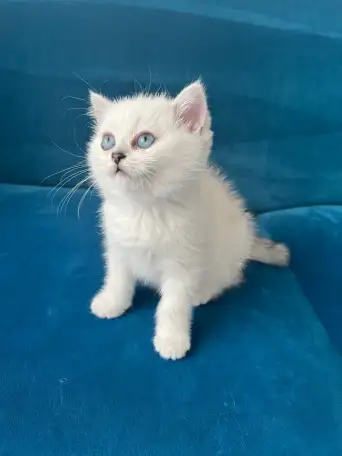 Британские котята, фотография 12